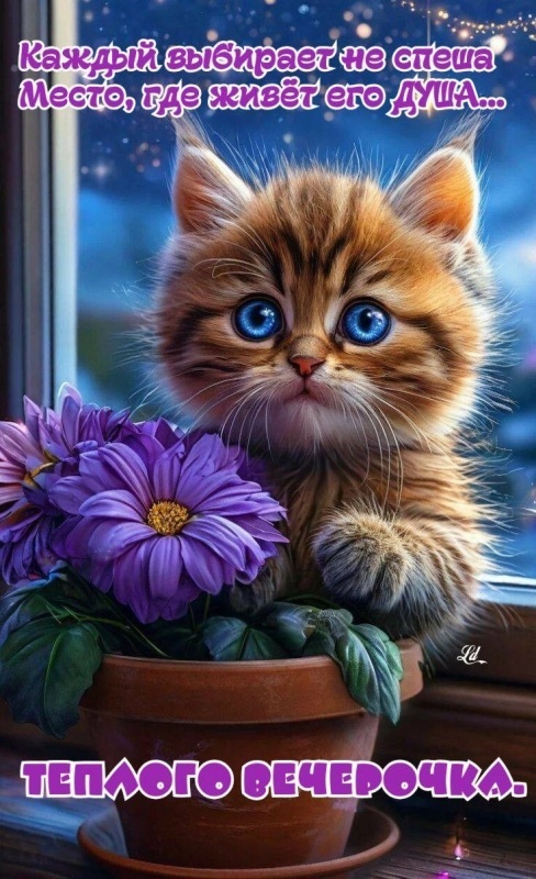 Красивые картинки "Добрый вечер" . Прикольные картинки Добрый вечер