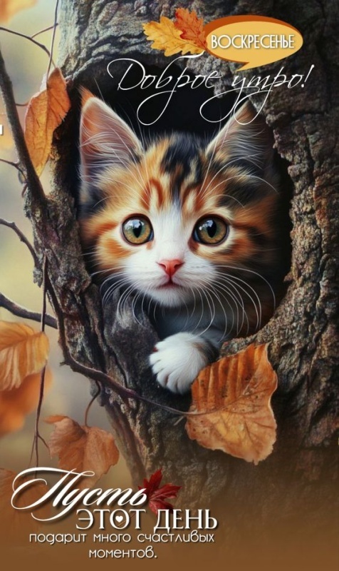Осенние картинки Доброе утро. Красивые осенние картинки Доброе утро