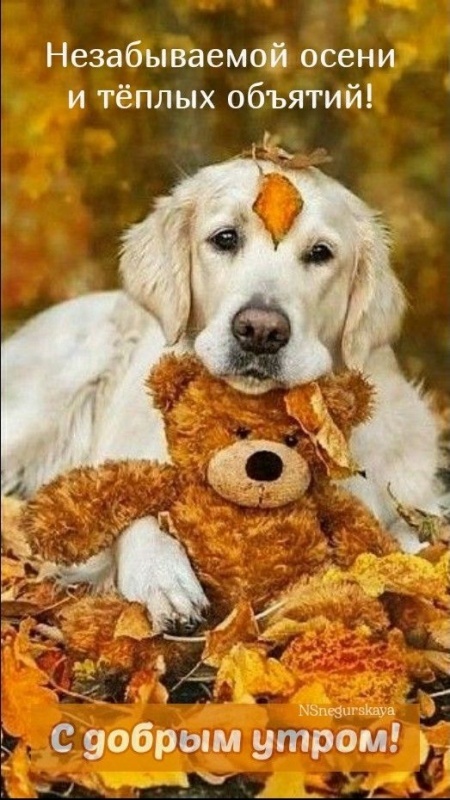 Осенние картинки Доброе утро. Позитивные осенние картинки Доброе утро