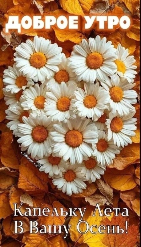 Картинки Доброе утро позитивные и новые. Позитивные и новые картинки с Добрым утром (осень)