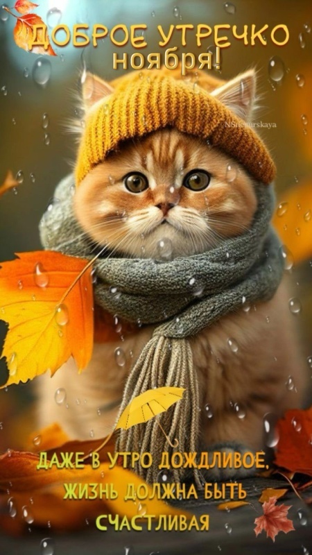 Красивые картинки Доброе утро ноября. Красивые картинки Доброе утро ноября