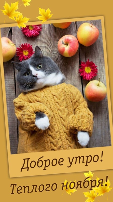 Красивые картинки Доброе утро ноября. Позитивные картинки Доброе утро ноября