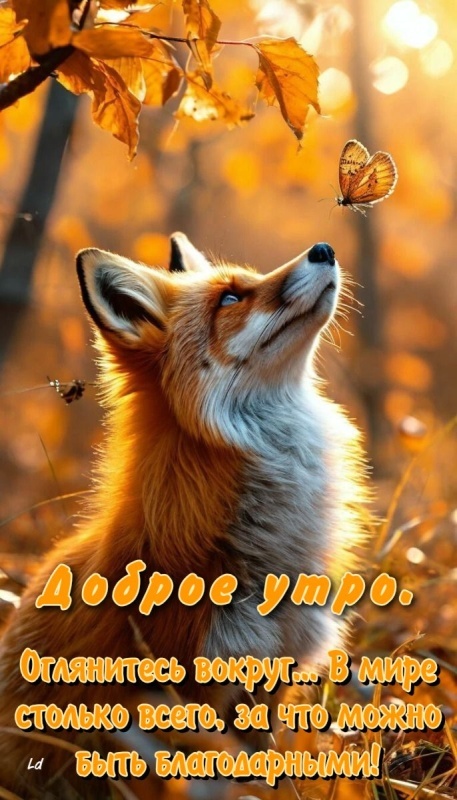 Осенние картинки Доброе утро. Красивые осенние картинки Доброе утро