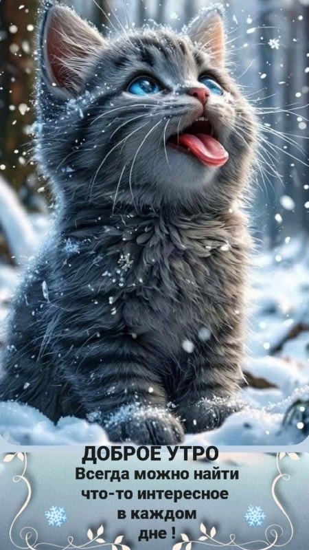 Картинки «Доброе зимнее утро» — коллекция зимних открыток с пожеланиями. Зимние картинки "Доброе утро" с котиками