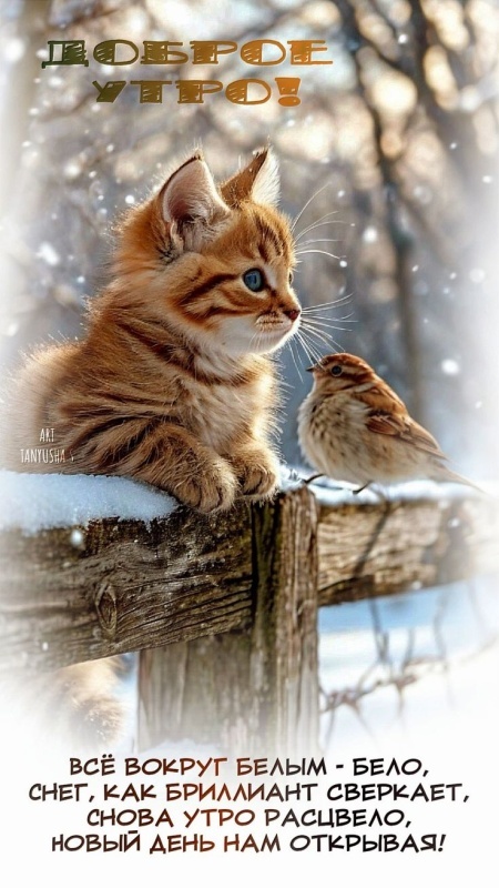 Картинки «Доброе зимнее утро» — коллекция зимних открыток с пожеланиями. Зимние картинки "Доброе утро" с котиками