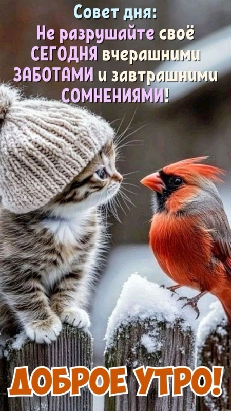 Картинки «Доброе зимнее утро» — коллекция зимних открыток с пожеланиями. Зимние картинки "Доброе утро" с котиками