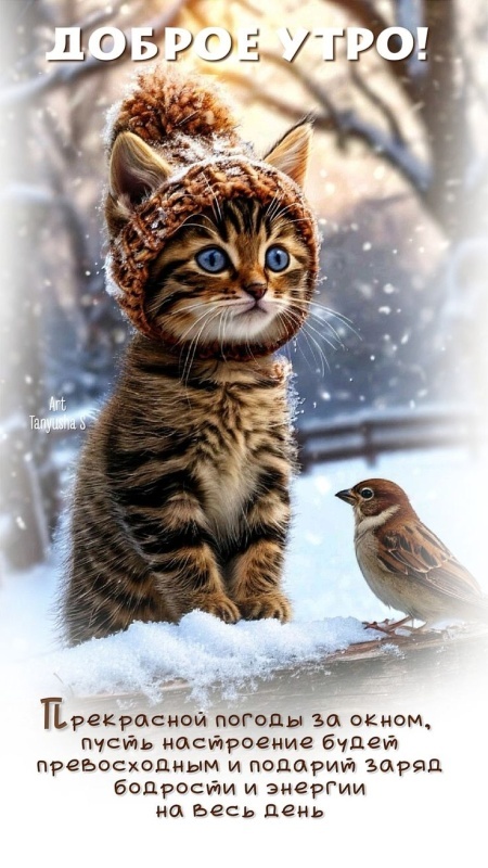 Картинки «Доброе зимнее утро» — коллекция зимних открыток с пожеланиями. Зимние картинки "Доброе утро" с котиками