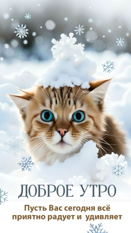 Картинки «Доброе зимнее утро» — коллекция зимних открыток с пожеланиями. Зимние картинки "Доброе утро" с котиками