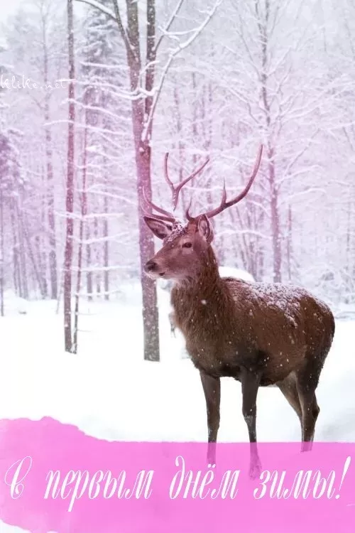 Картинки с первым днем зимы и с началом зимы. Картинки с первым днем зимы и с началом зимы