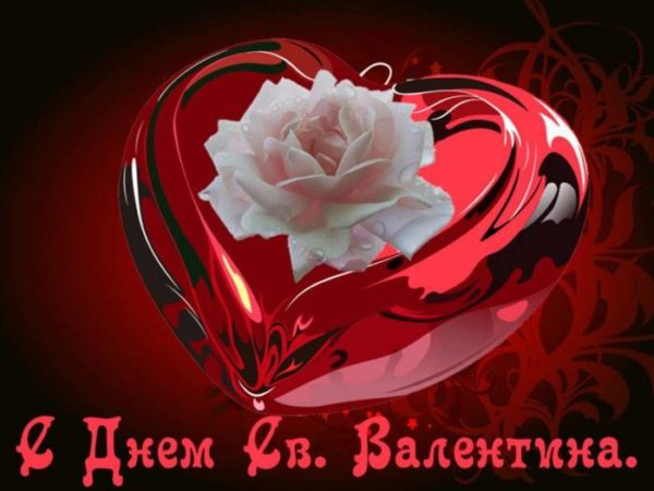 белая роза а день святого Валентина