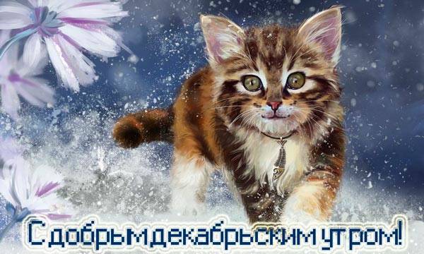 смешной котенок и снежинки