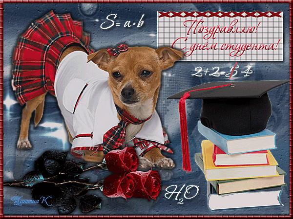 160 картинок с Днем студента 2023. Гифки