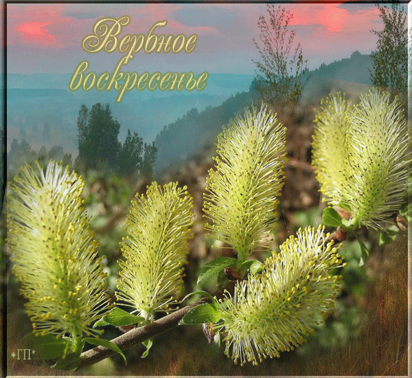Картинки с Вербным воскресеньем (90 открыток). Гифки