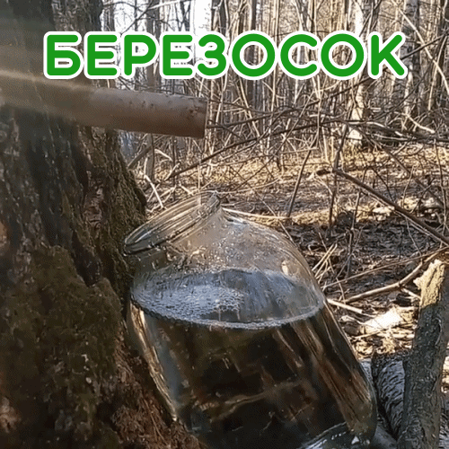 Картинки на Березосок (18 открыток). Гифки на Березосок
