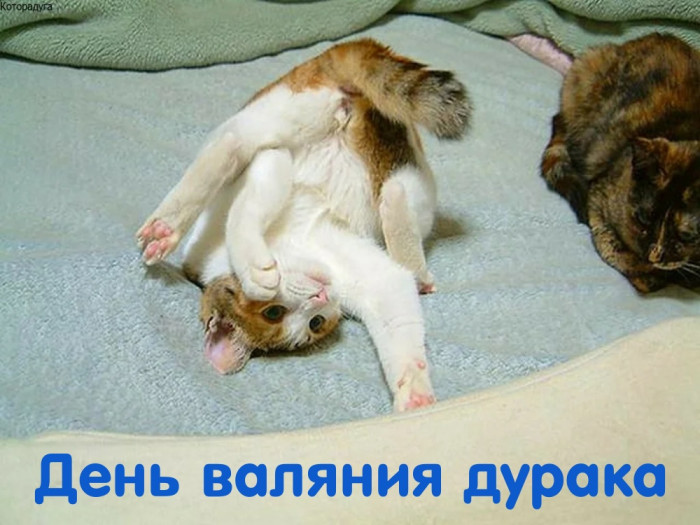 Картинки с Днем валяния дурка (13 открыток).