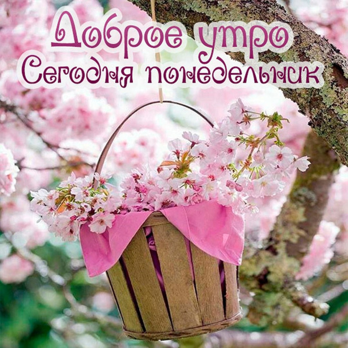 Картинки с Добрым утром понедельника (260 открыток).