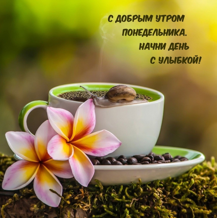 Картинки с Добрым утром понедельника (260 открыток).