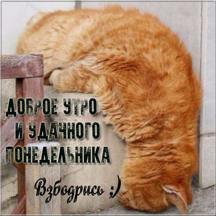 Картинки с Добрым утром понедельника (260 открыток).