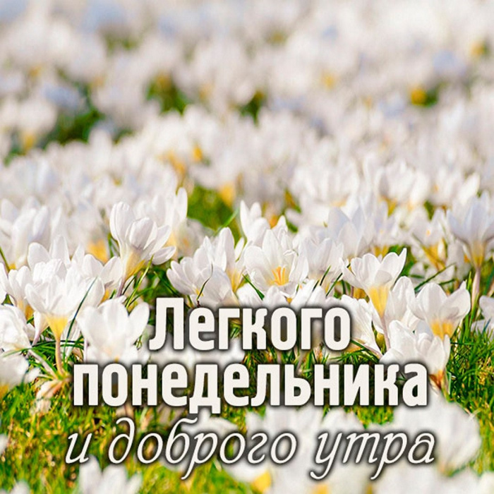 Картинки с Добрым утром понедельника (260 открыток).