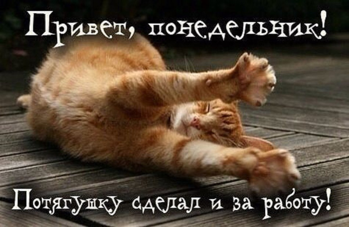Картинки с Добрым утром понедельника (260 открыток).