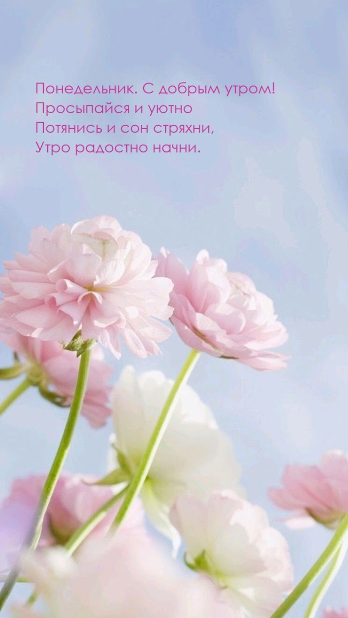 Картинки с Добрым утром понедельника (260 открыток).