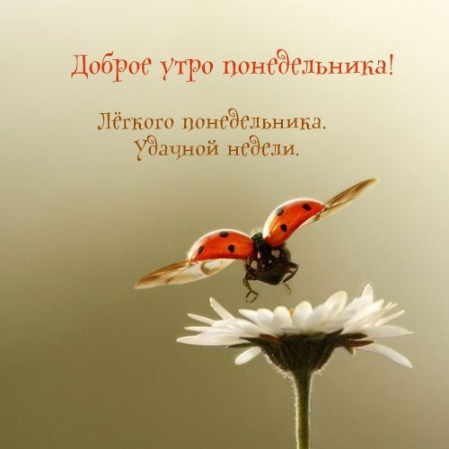 Картинки с Добрым утром понедельника (260 открыток)