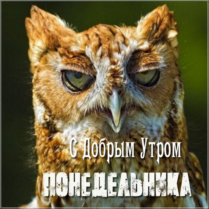 Картинки с Добрым утром понедельника (260 открыток).