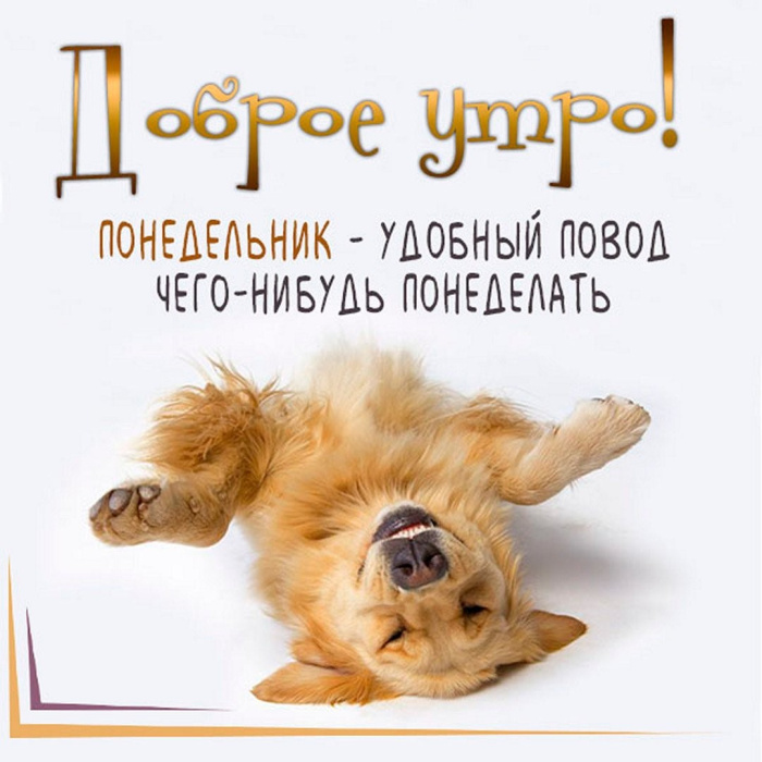 Картинки с Добрым утром понедельника (260 открыток).