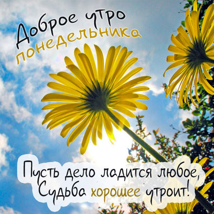 Картинки с Добрым утром понедельника (260 открыток).