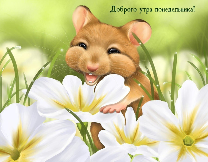 Картинки с Добрым утром понедельника (260 открыток).