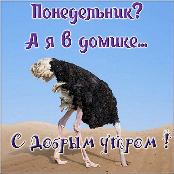 Картинки с Добрым утром понедельника (260 открыток).