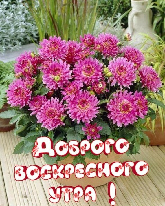 Картинки Доброе утро воскресенья (100 открыток). Картинки с надписью "Доброе утро воскресенья"