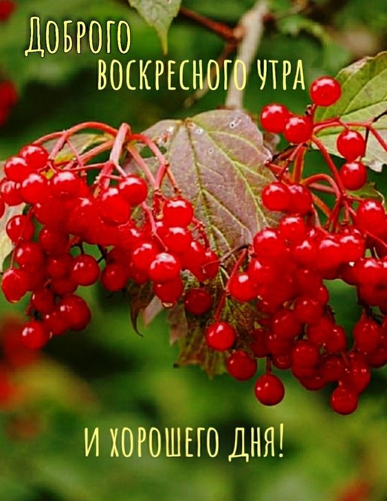 Картинки Доброе утро воскресенья (100 открыток). Картинки с надписью "Доброе утро воскресенья"