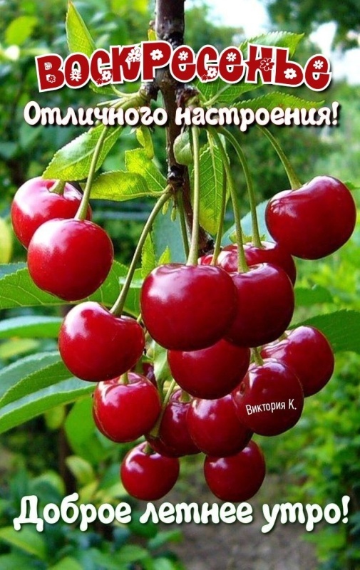 Картинки Доброе утро воскресенья (100 открыток). Картинки с надписью "Доброе утро воскресенья"