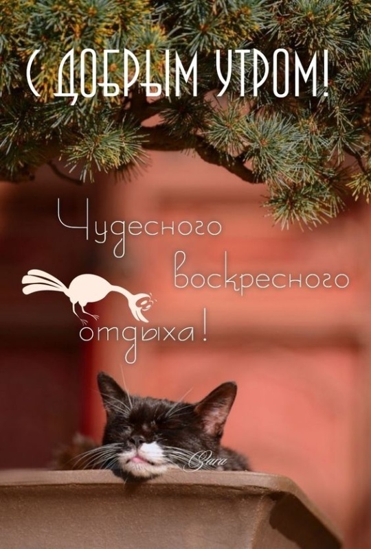 Картинки Доброе утро воскресенья (100 открыток). Картинки с надписью "Доброе утро воскресенья"