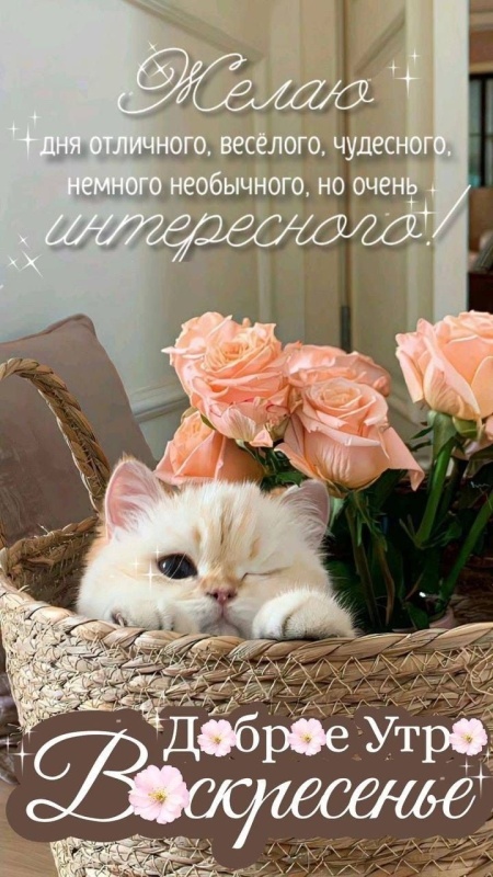 Картинки Доброе утро воскресенья (100 открыток). Прикольные картинки Доброе утро воскресенья