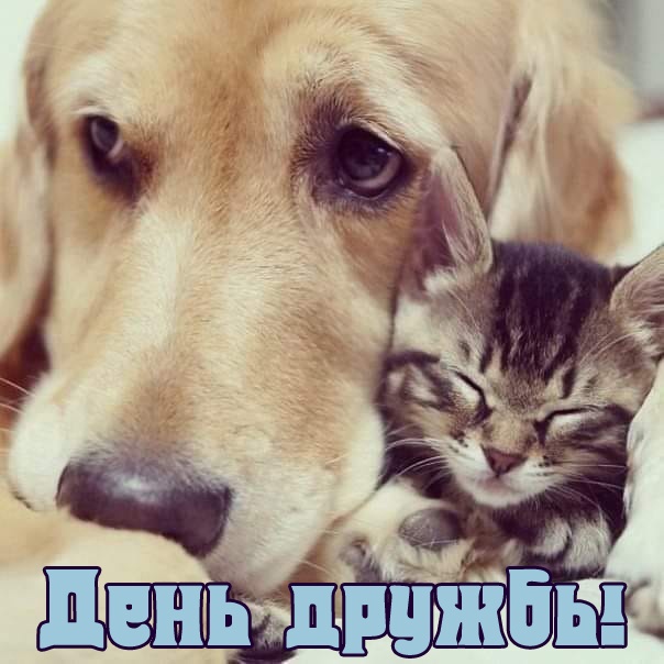 Картинки и открытки "Международный день дружбы". Красивые открытки с Международным Днем дружбы