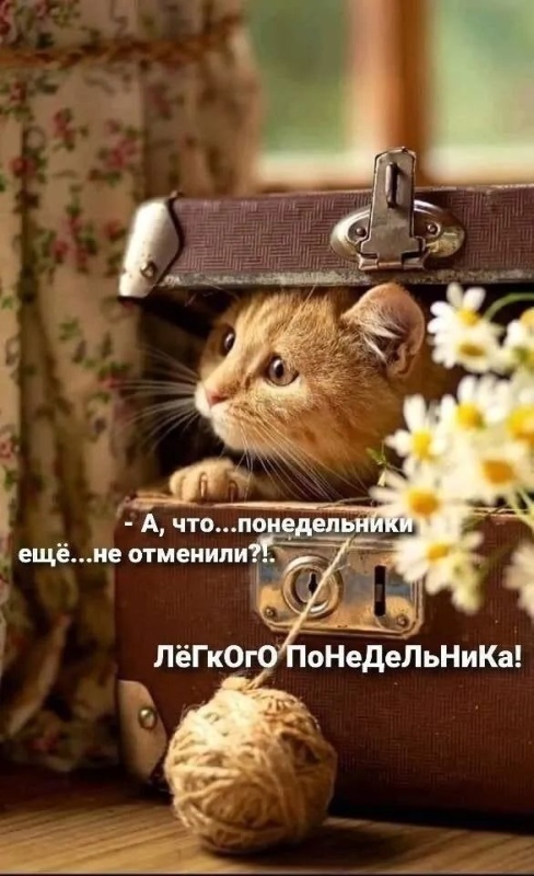 Картинки Доброе утро понедельника (90 открыток). Доброе утро понедельника - картинки позитивные