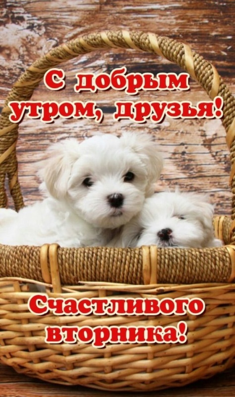 Картинки Доброе утро вторника. Позитивные картинки Доброе утро