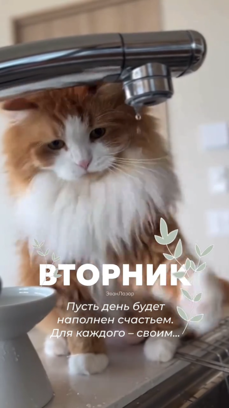 Картинки Доброе утро вторника. Позитивные картинки Доброе утро