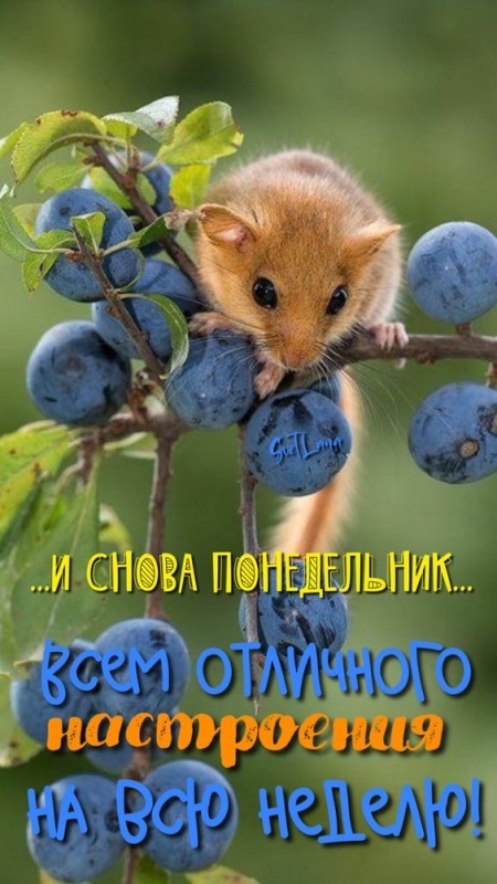 Картинки Доброе утро понедельника (90 открыток). Доброе утро понедельника - картинки позитивные