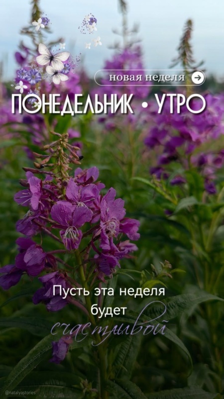 Картинки Доброе утро понедельника (90 открыток). Красивые картинки Доброе утро понедельника