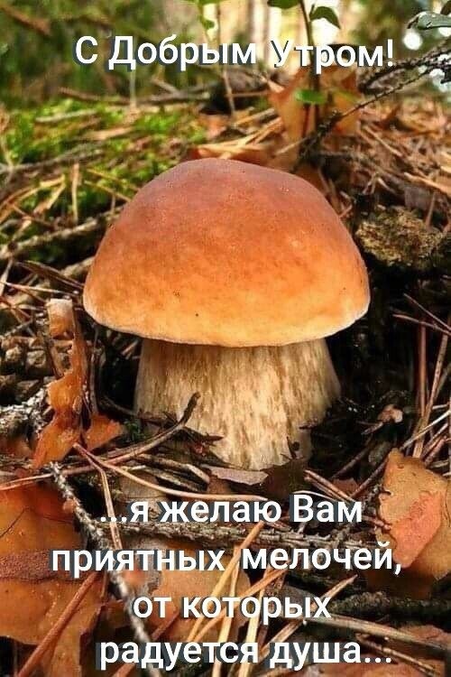Картинки Доброе утро августа. Картинки "Доброе утро августа" позитивные