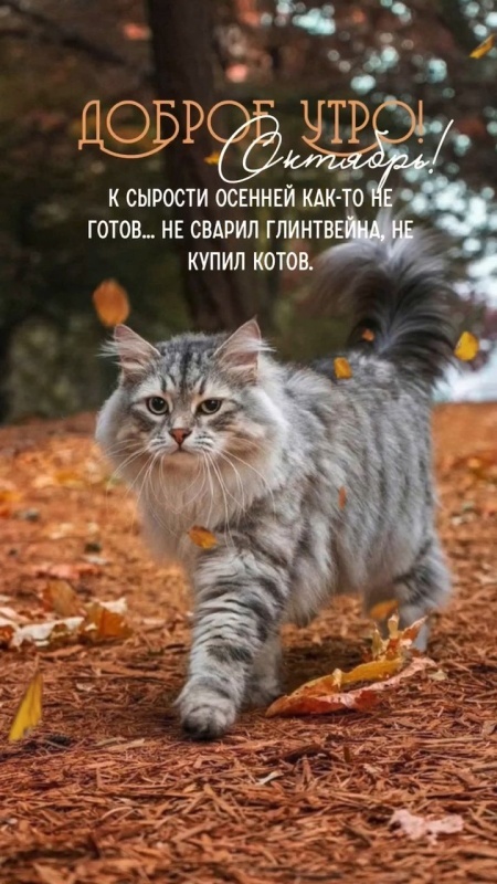 Красивые картинки Доброе осеннее утро. Картинки Доброе осенее утро (октябрь)