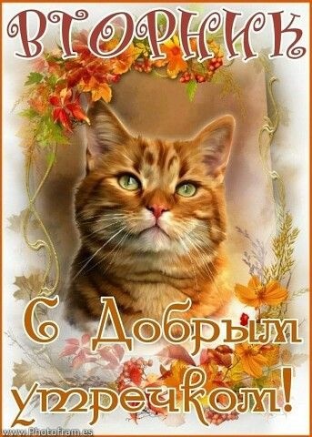 Осенние картинки доброе утро втроника. Доброе утро вторника - картинки осенние