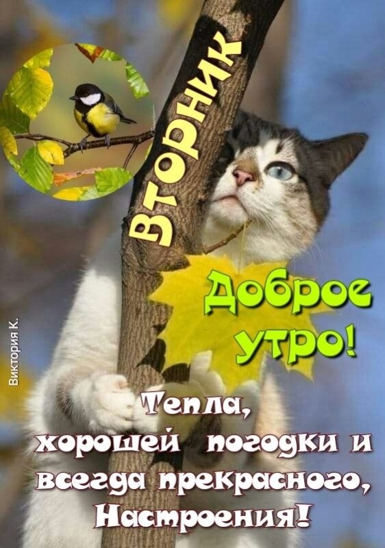 Осенние картинки доброе утро втроника. Доброе утро вторника - картинки осенние