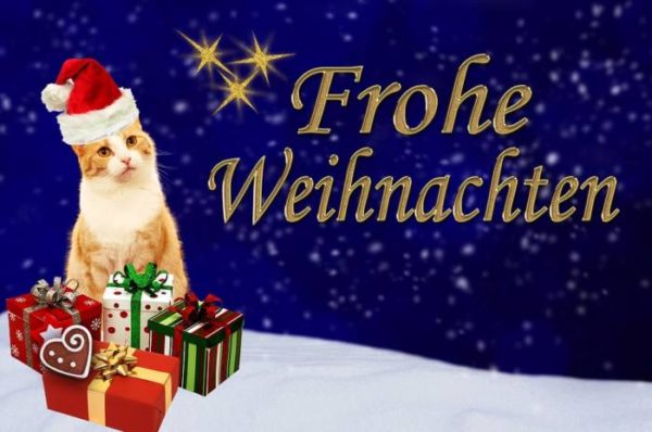 открытка с котом на немецком