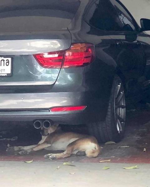 прикольный пес под машиной